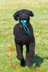 Sadie Plays at the Park!